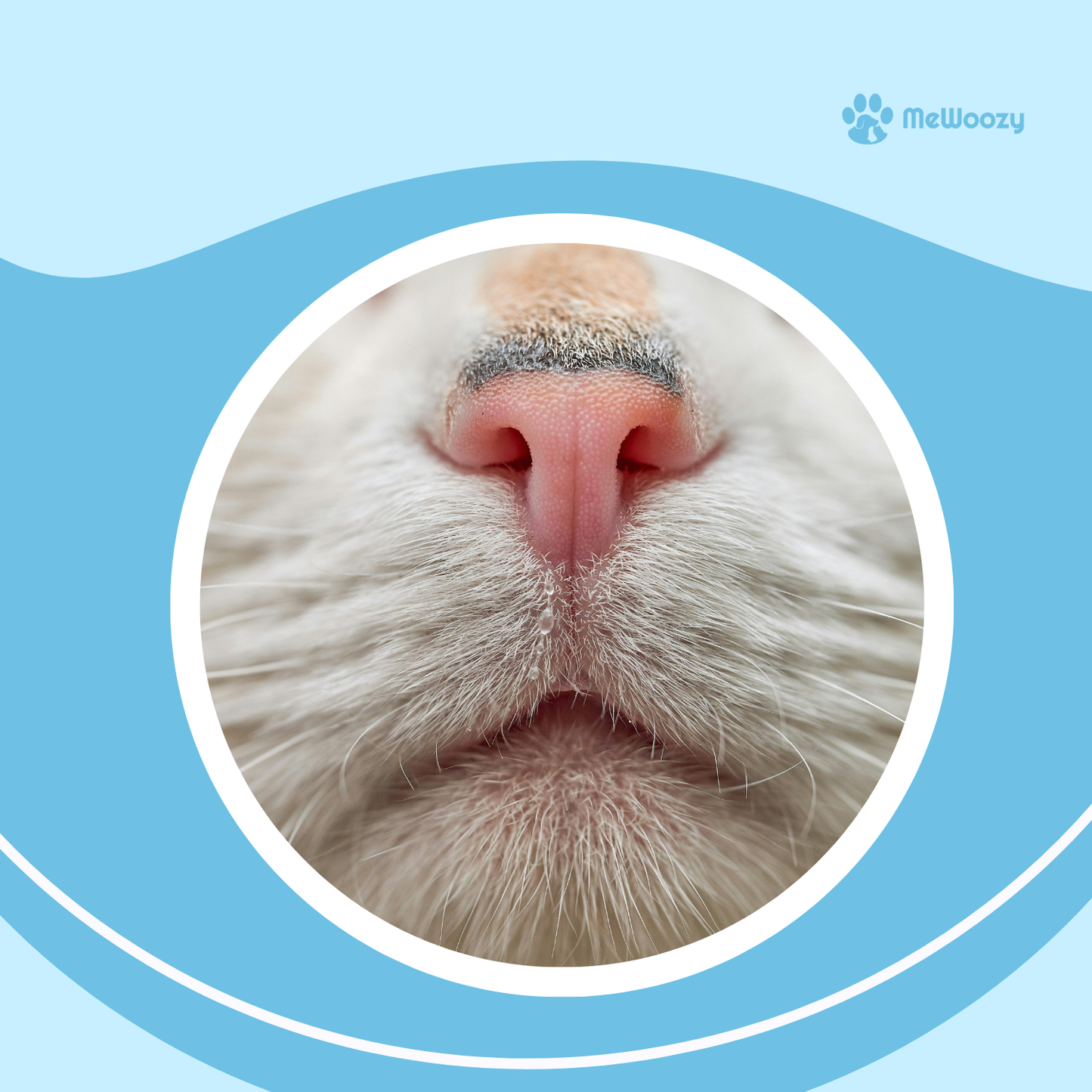 Poot- En Neuszalf Voor Huisdieren – Tegen Droogheid En Barstjes