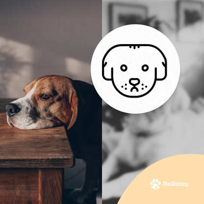Speelbal Voor Honden – Met Slimme Bewegingssensor