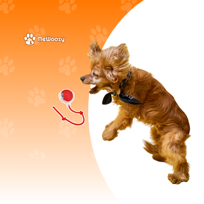 Interactieve Speelbal Voor Honden – Voor Minder Verveling Thuis