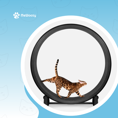 Katten Renwiel Met Antislip – Voor Meer Beweging Thuis