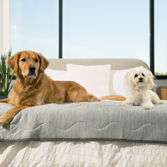 Koel Deken Voor Honden – Tegen Haar & Ongelukjes